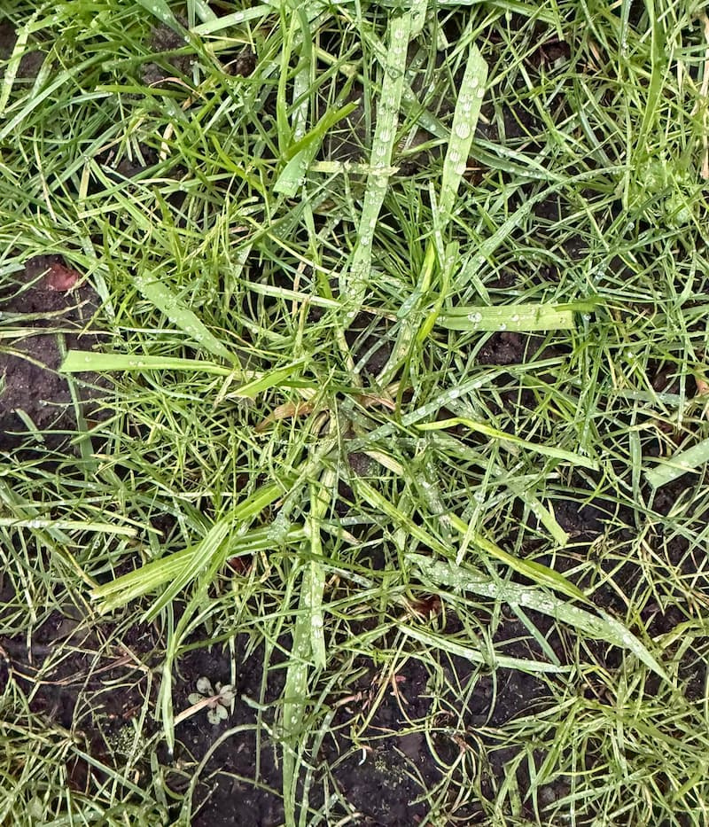 Morning dew on a goosegrass weed displaying flattened stems radiating from the central plant crown.
