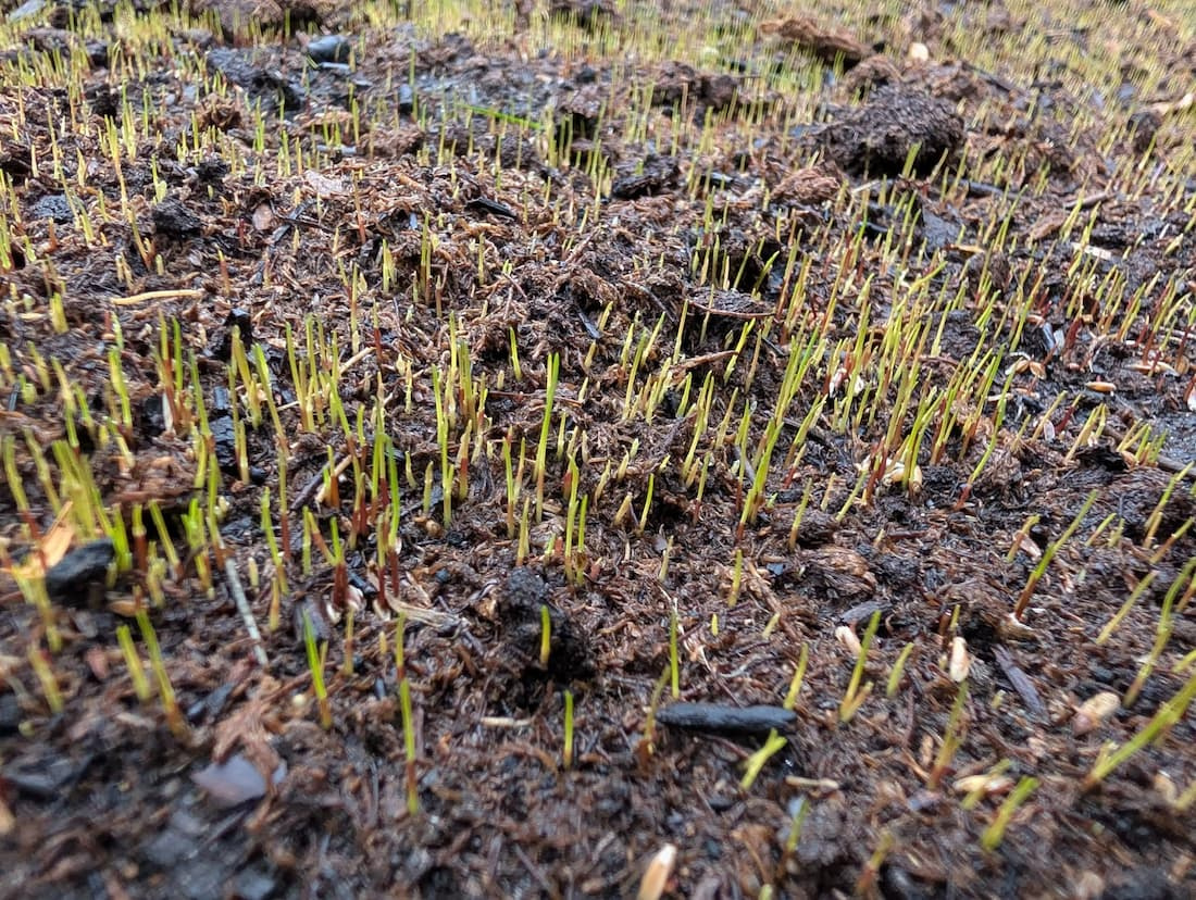 Close-up of young grass seedlings sprouting through dark, mulched soil during new lawn establishment.