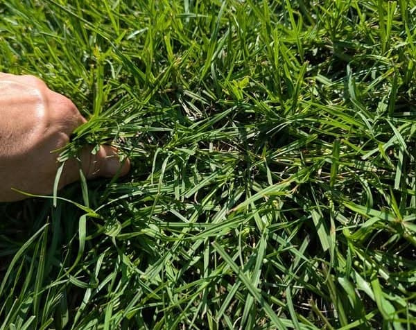 hand-performing-tug-test-on-lawn-grass Hand gripping a handful of grass blades to perform a tug test, checking whether turf is dormant or dead.