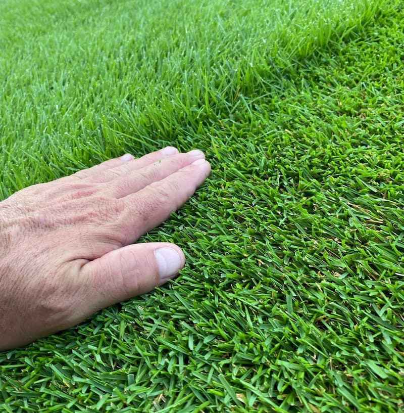 hand-touching-dense-green-turf-poolside Close-up of a hand touching dense, healthy green turf near a backyard pool.