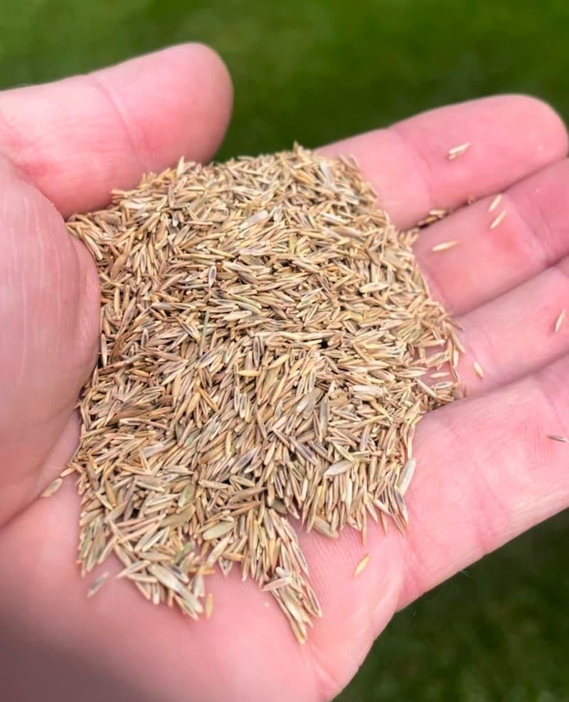 handful-of-grass-seed-in-open-palm Close-up of loose grass seed held in an open palm with a blurred green lawn in the background.