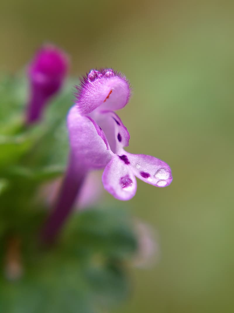 Macro close-up of a single pink-purple henbit flower showing its hooded upper lip and spotted lower lip