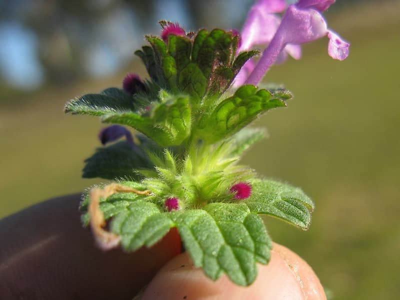 Close-up of henbit's rounded, scalloped upper leaves wrapping directly around the stem with no leaf stalk, with purple flower buds emerging from the leaf whorl
