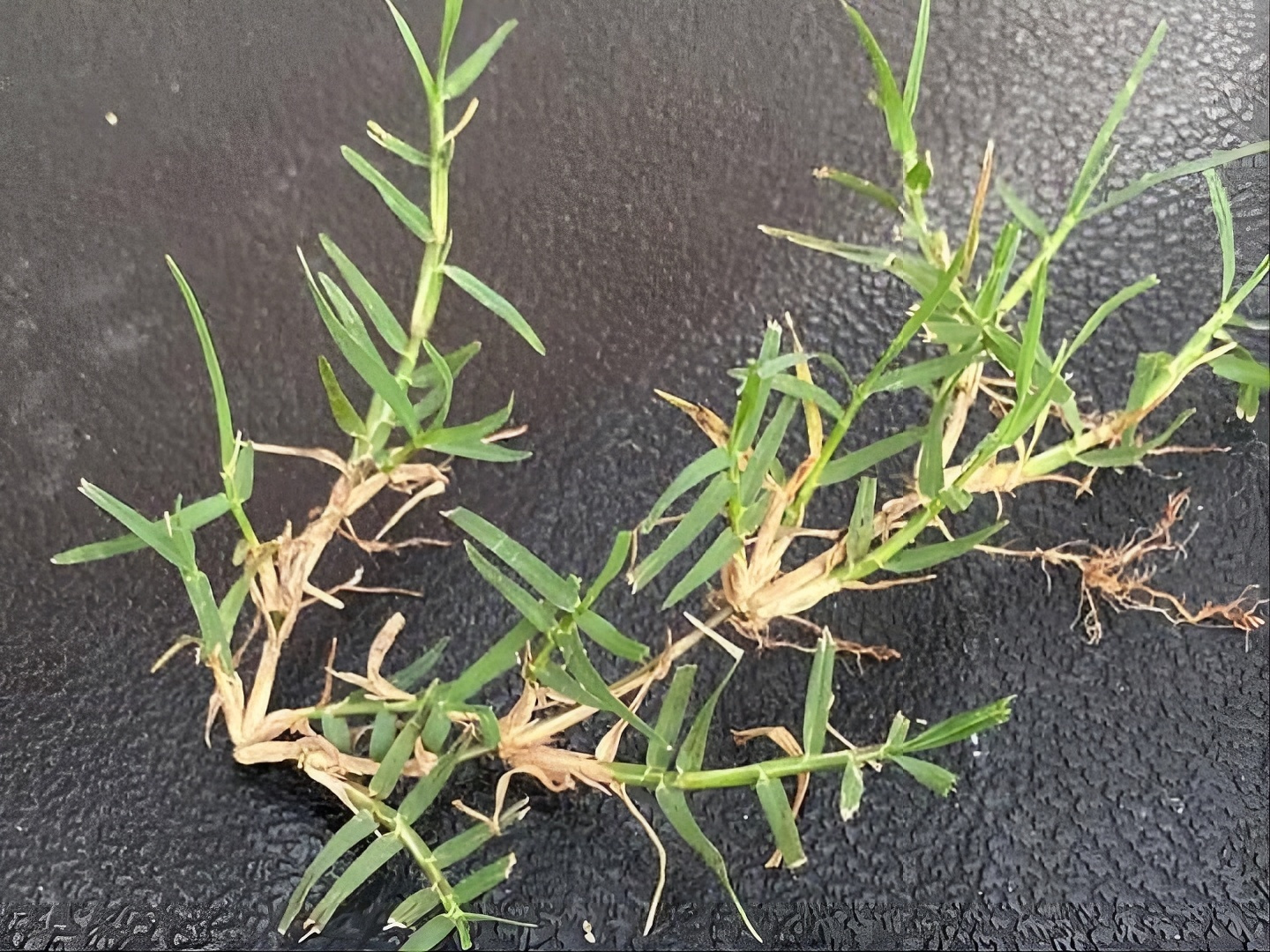 Macro view of an invasive Kikuyu grass stolon displaying thick creeping runners, hairy sheaths, and coarse foliage.