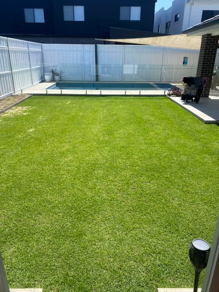Densely mowed green Kikuyu grass lawn in a residential backyard next to a pool.
