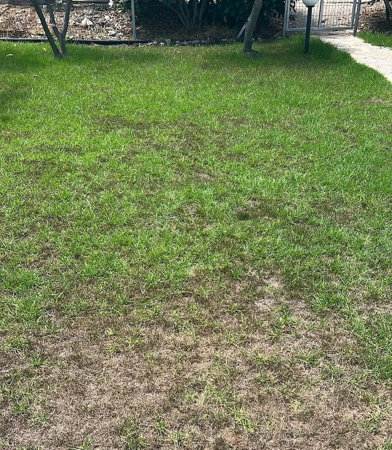 Kikuyu grass lawn exhibiting brown dormant patches during cold weather.