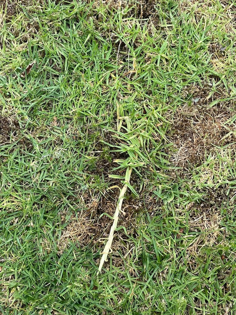 Coarse Kikuyu grass stolon runner pulled from an infested lawn surface.