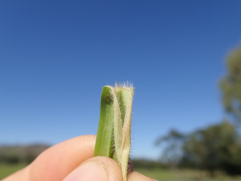 Young kikuyu grass shoot folded lengthwise as it emerges from a hairy leaf sheath