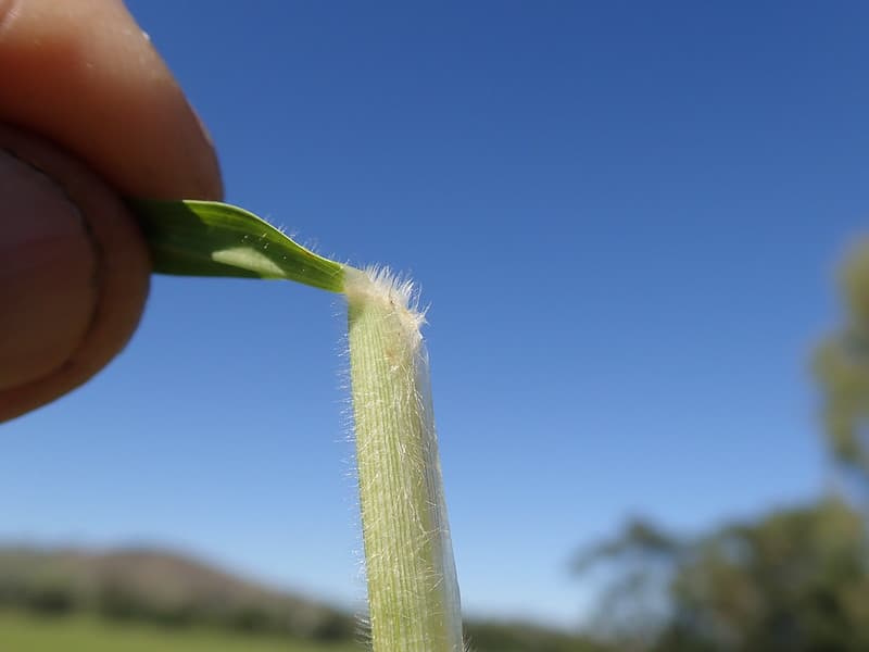 Fingers peeling back a kikuyu grass leaf to reveal its densely hairy sheath