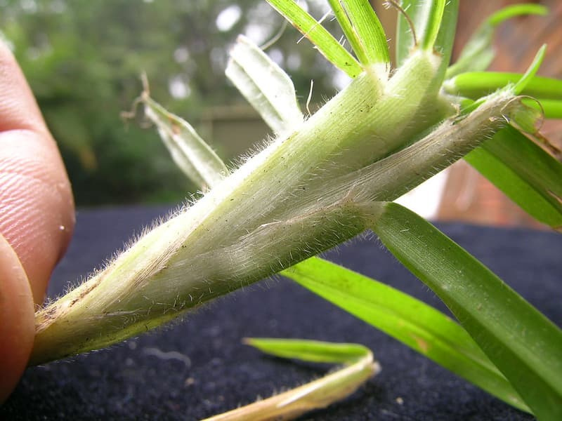 Close-up of dense white hairs along a kikuyu grass leaf sheath margin