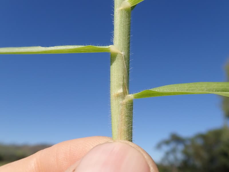 Close-up of a hairy kikuyu grass stem node with leaves branching at the joint