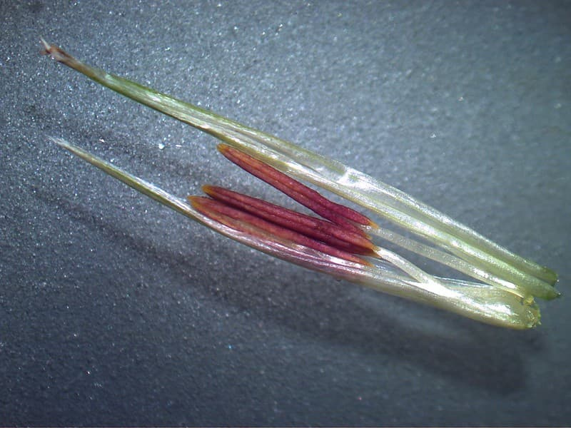 Reddish stigmas and anthers of kikuyu grass's hidden flower peeking out from the leaf sheath