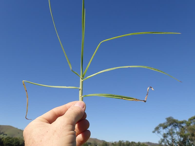Hand holding a kikuyu grass stem showing leaves radiating from multiple nodes
