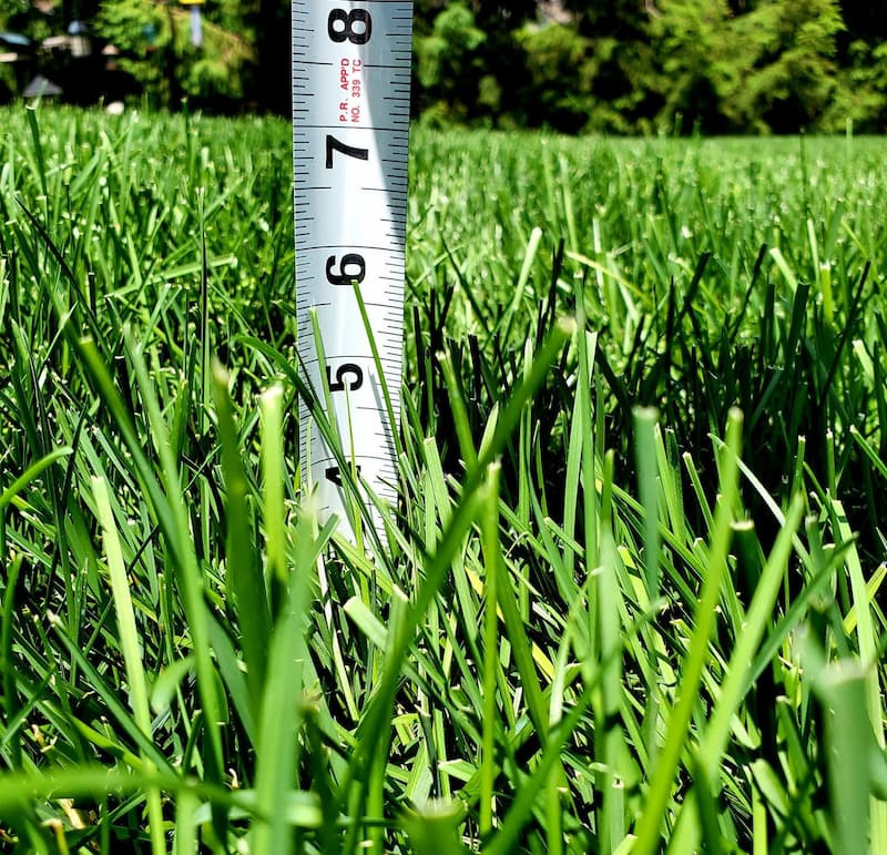 measuring-grass-blade-height-with-tape Tape measure inserted into turf to check grass blade height against a mowing threshold.