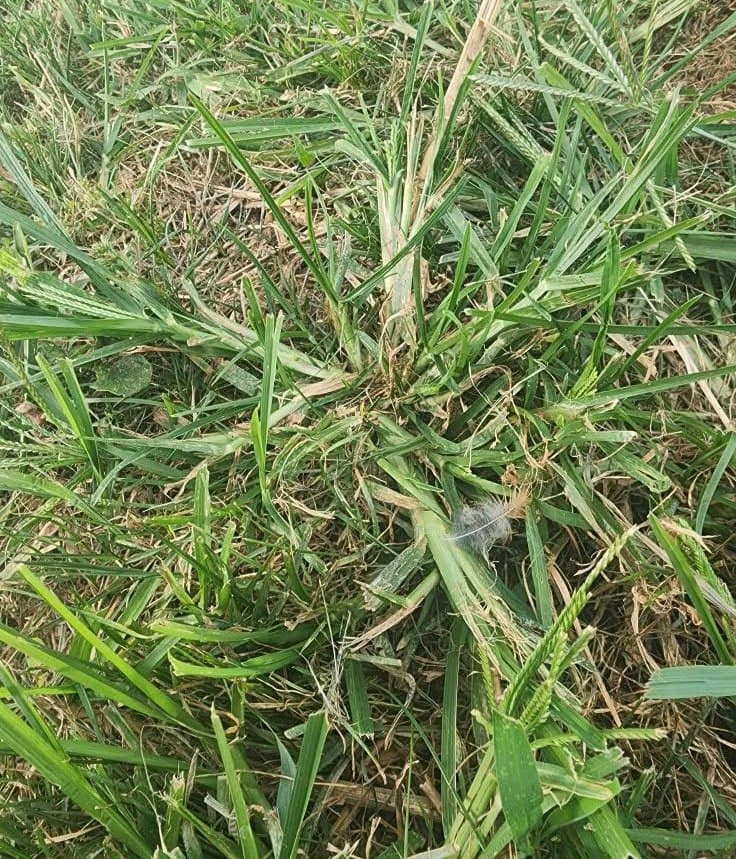 Close-up of a mowed goosegrass clump showing compressed leaf sheaths and low-growing seed head shoots.