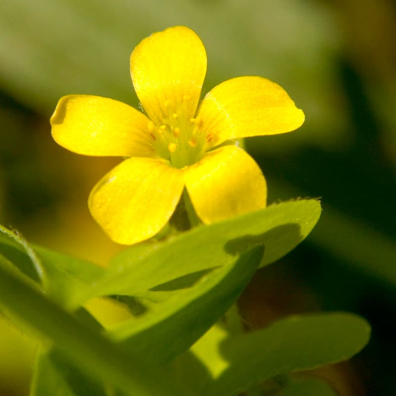 Bright yellow, five-petaled oxalis flower in close-up sunlight