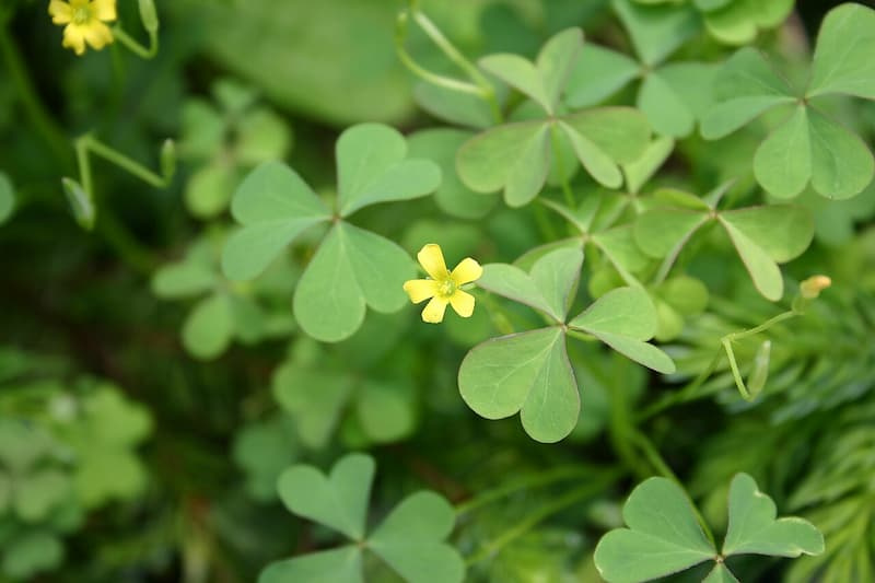 Dense mat of heart-shaped oxalis leaflets with a single small yellow five-petaled flower