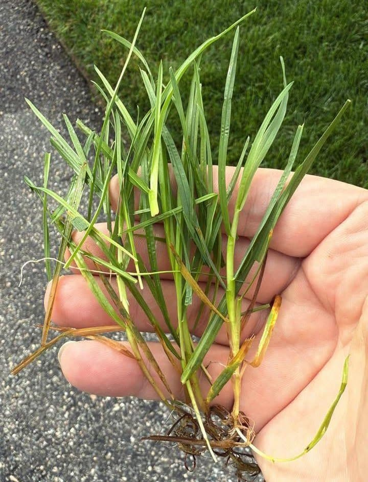 Person holding freshly pulled cluster of Poa trivialis grass showing shiny light green leaves and stem bases.