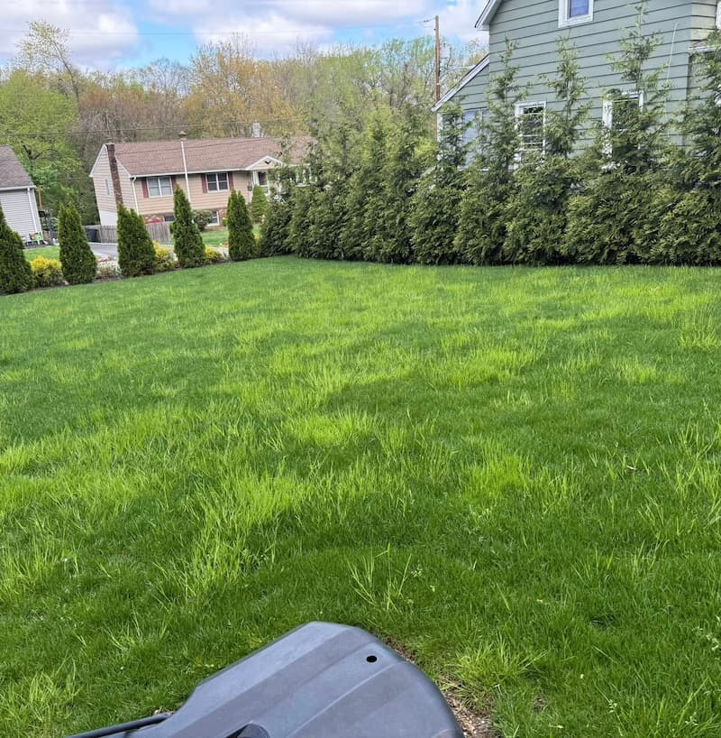 Wide lawn view showing bright lime-green patches of Poa trivialis standing out against darker cool-season turf.
