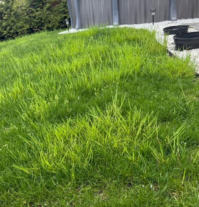 Dense patch of Poa trivialis growing along a landscape border next to white decorative stone.