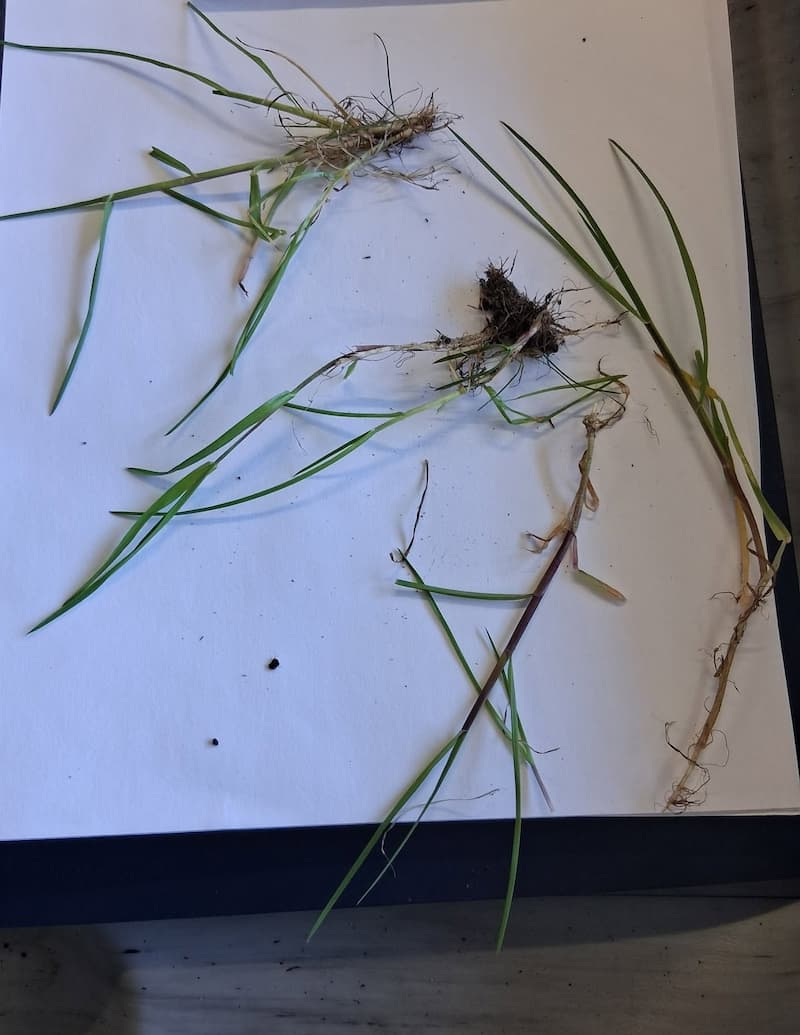 Multiple pulled Poa trivialis plants laid on white paper showing shallow fibrous roots and long ligules.