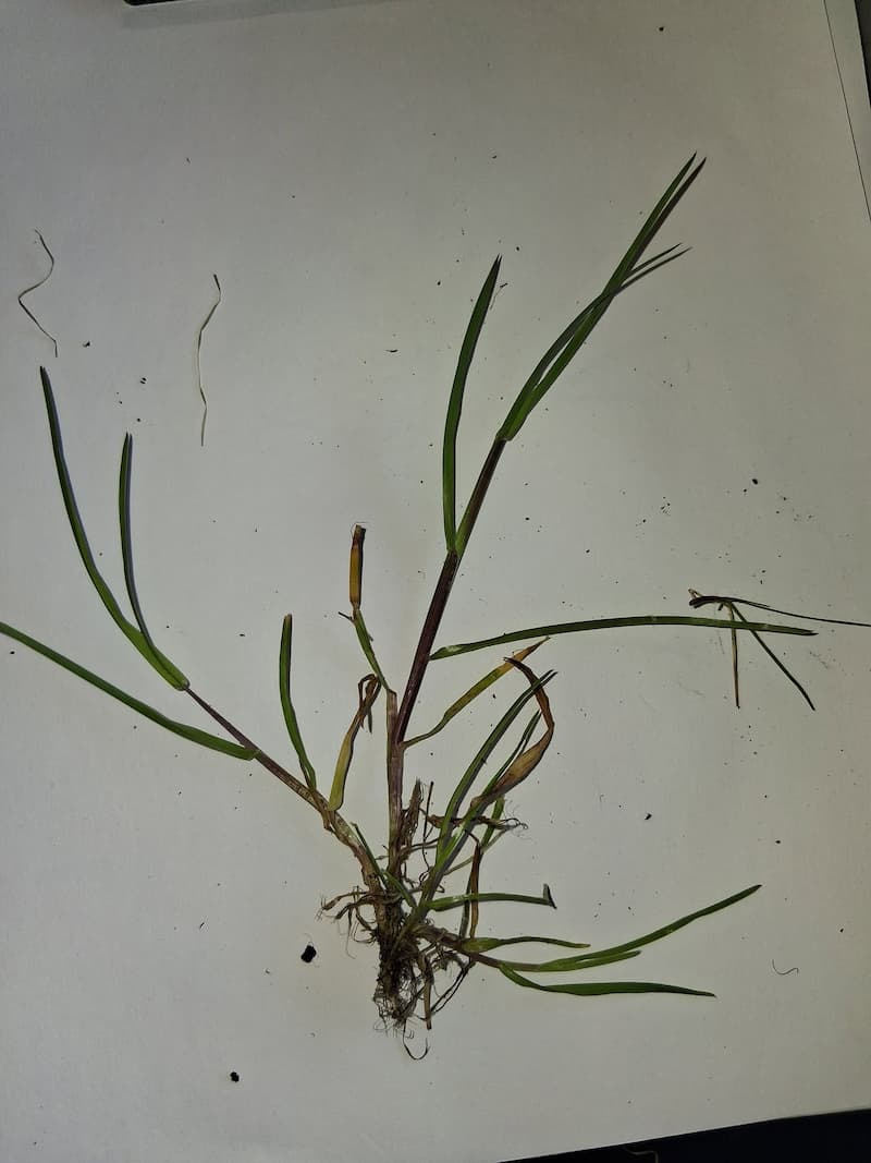 Isolated single Poa trivialis plant specimen on white paper displaying creeping stolon and rooted nodes.