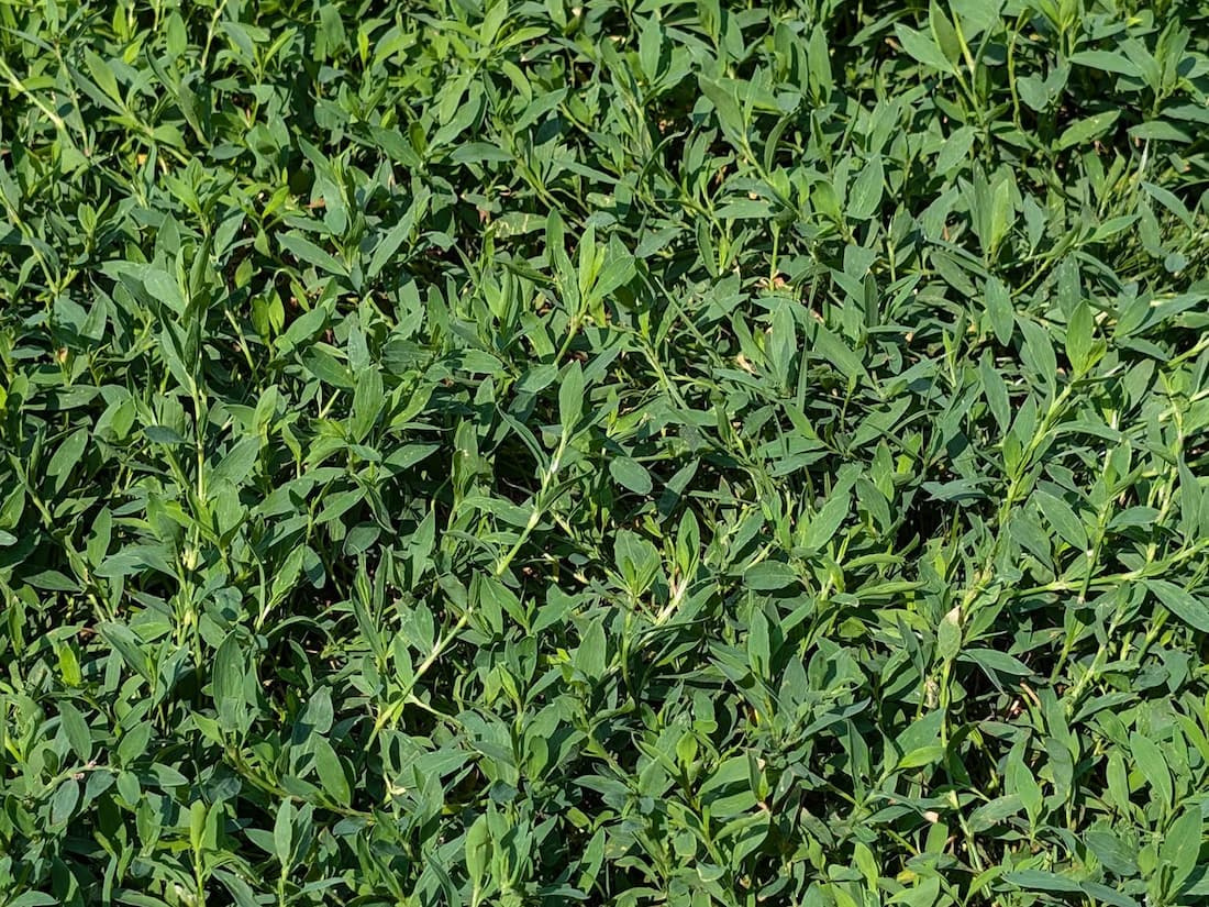 Dense mat of prostrate knotweed (Polygonum aviculare) actively encroaching on turfgrass.