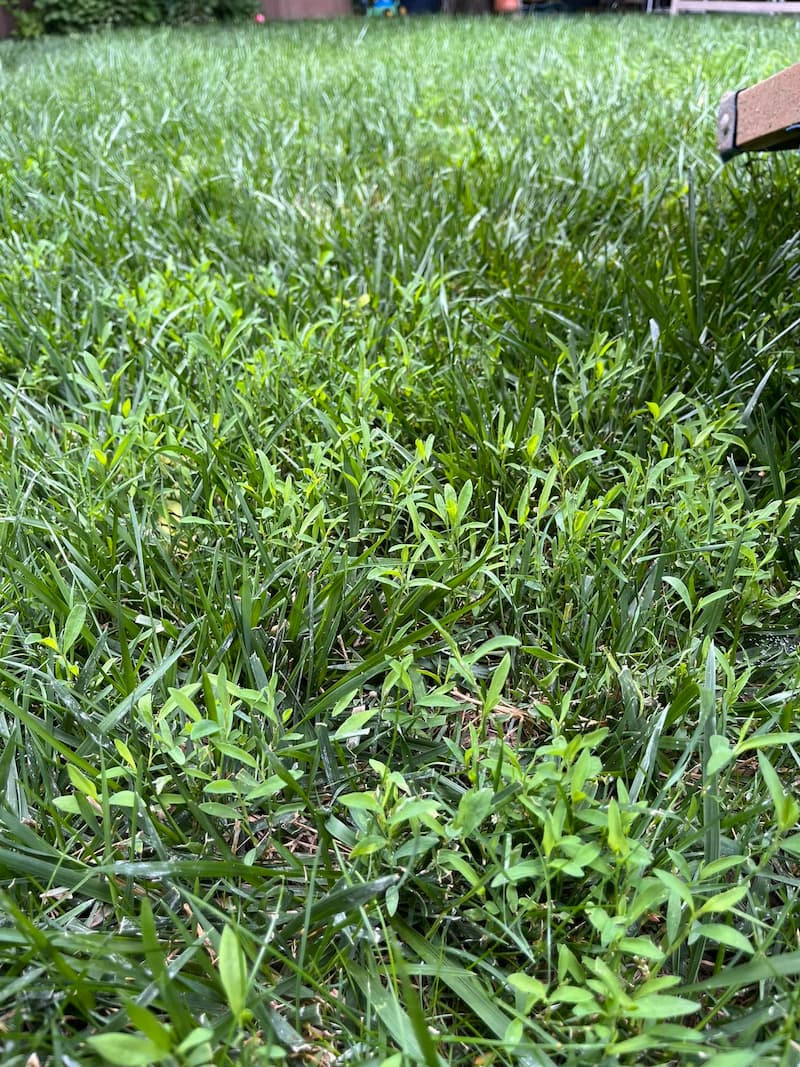 Prostrate knotweed (Polygonum aviculare) emerging within a lawn of turfgrass blades.