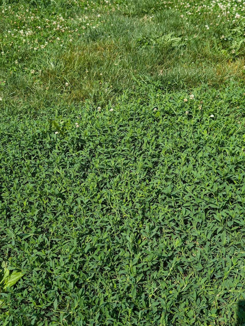 Dense stand of prostrate knotweed (Polygonum aviculare) outcompeting adjacent white clover.