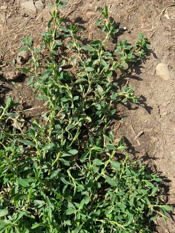 Prostrate knotweed (Polygonum aviculare) plant spreading across bare soil showing branch structure.
