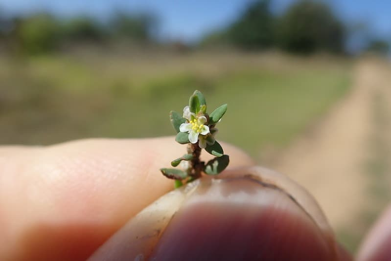 Close-up of prostrate knotweed's wiry stem with narrow leaves and tiny white flowers clustered at each leaf joint