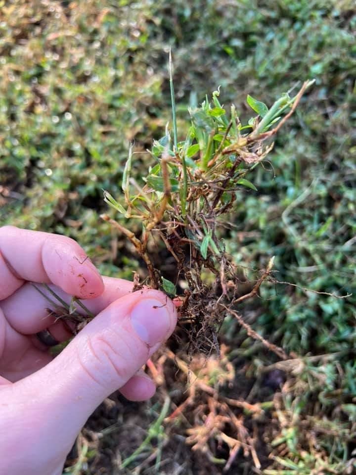 A hand holds a pulled clump of prostrate knotweed entangled with turfgrass roots and soil.