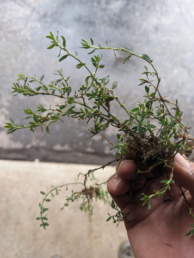 Hand holding a pulled prostrate knotweed (Polygonum aviculare) plant displaying its taproot structure.