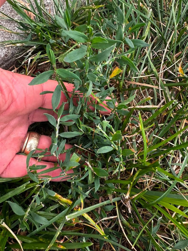Close-up of prostrate knotweed (Polygonum aviculare) stems showing leaf nodes and paper-like sheaths.