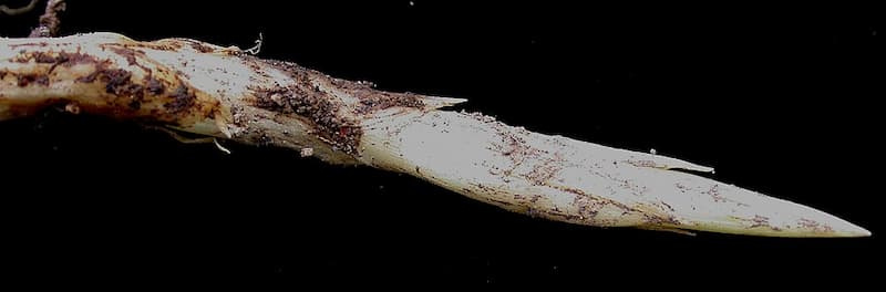 Close-up of a pale, sharp-tipped quackgrass rhizome, the underground stem that lets the plant spread and regrow from fragments