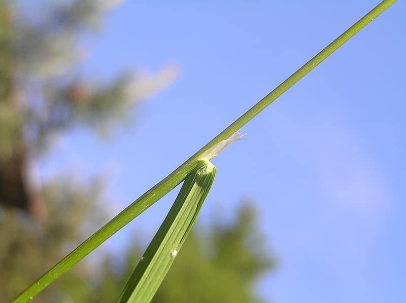 Close-up of the papery ligule where a rough bluegrass leaf blade meets the stem