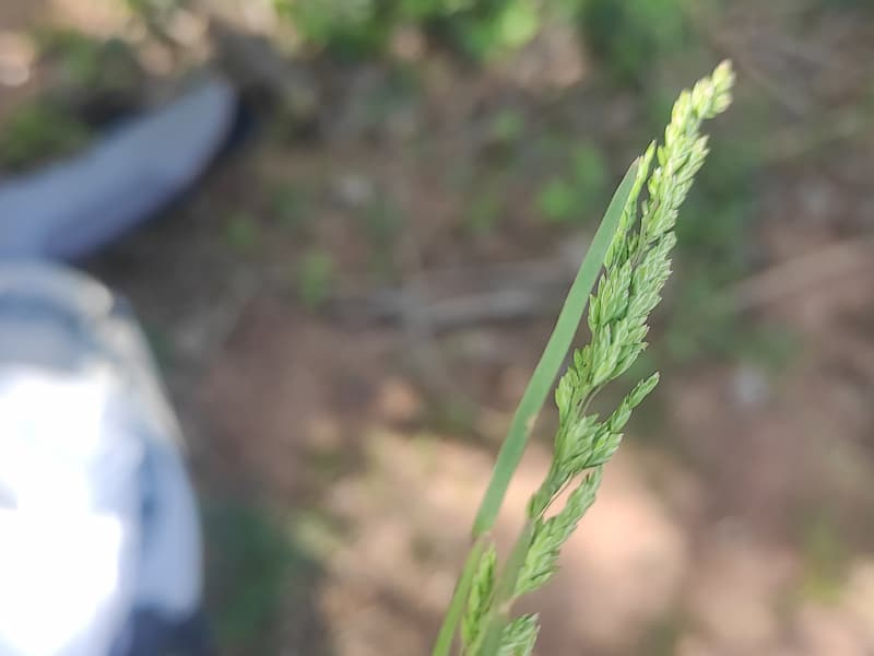 Open, branching seedhead panicle of rough bluegrass in a lawn