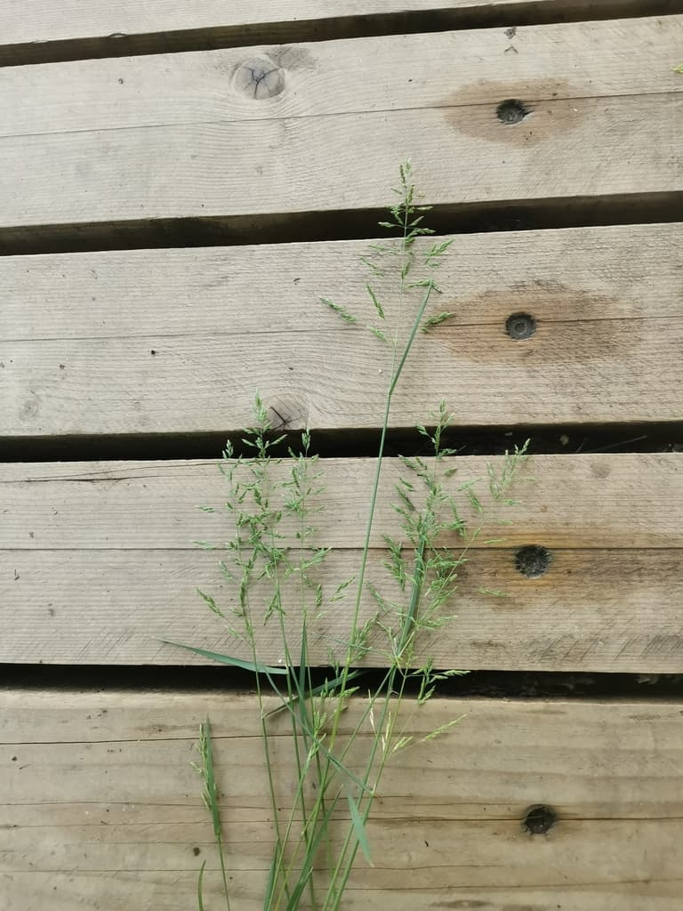 Rough bluegrass plants growing in the shaded, moist gap beside a wooden deck