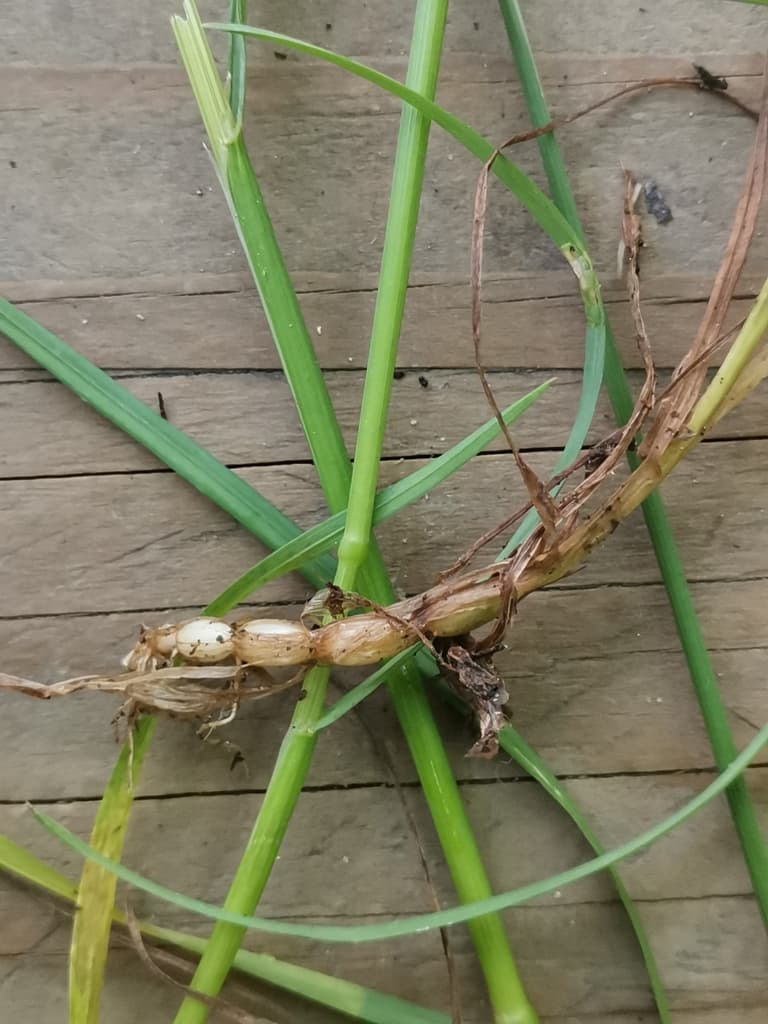 Rough bluegrass stolon with root and shoot nodes lying along a wooden deck