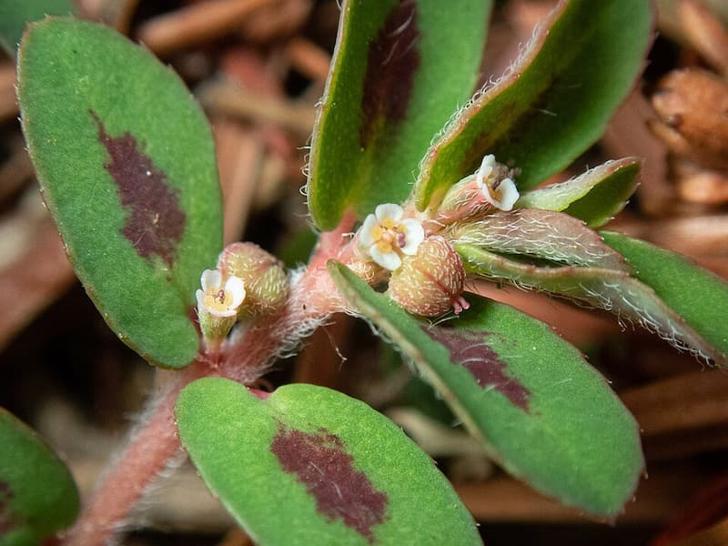 Close-up of spotted spurge leaves showing the characteristic maroon-red blotch in the center of each leaf, with tiny white flowers