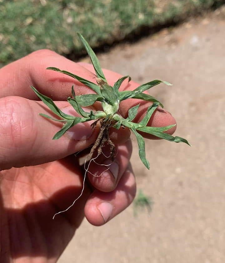 Hand holding an uprooted juvenile goosegrass plant showing the pale white base and fibrous root system.