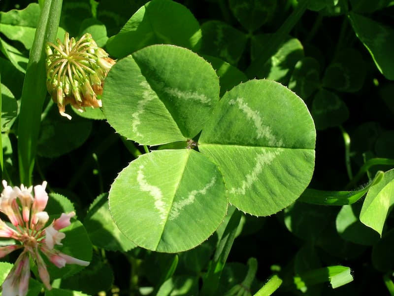 Three clover leaflets each marked with a pale zigzag "watermark" band and smooth, untoothed margins
