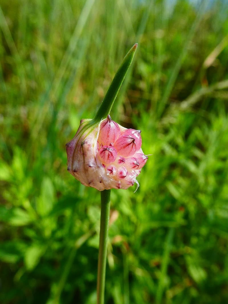 Cluster of small pinkish-white bulbils and purple flower buds atop a wild garlic flowering stalk