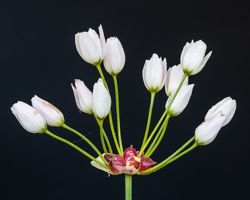 Wild onion flower umbel with unopened white buds and reddish bulbous base, shot against a black background