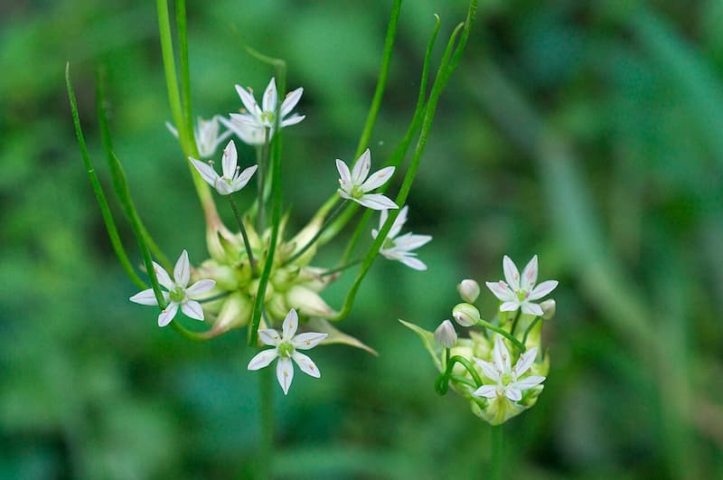 Close-up of wild onion (Allium canadense) white star-shaped flower cluster in bloom