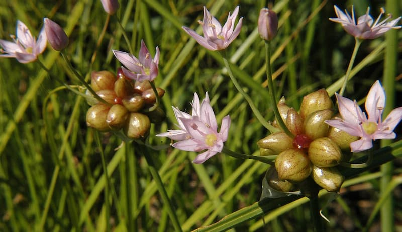 Pink wild onion flowers growing alongside clusters of small bulbils on the same stem