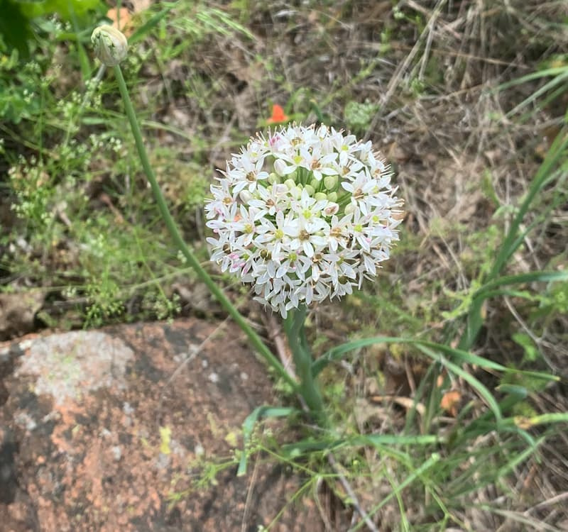 Round white flower umbel of wild onion growing among rocks and dry grass