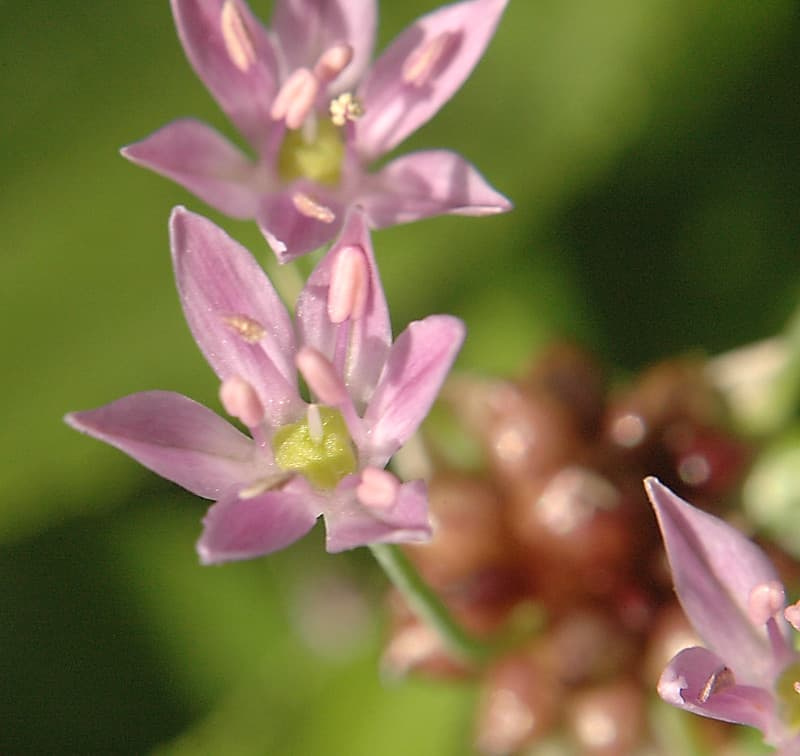 Macro close-up of a single pink wild onion flower with a blurred bulbil cluster in the background