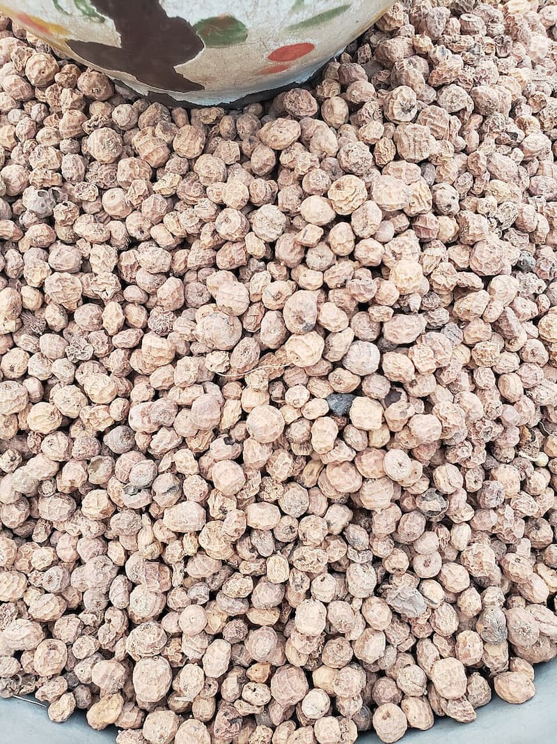 Close-up pile of small, round, tan yellow nutsedge tubers