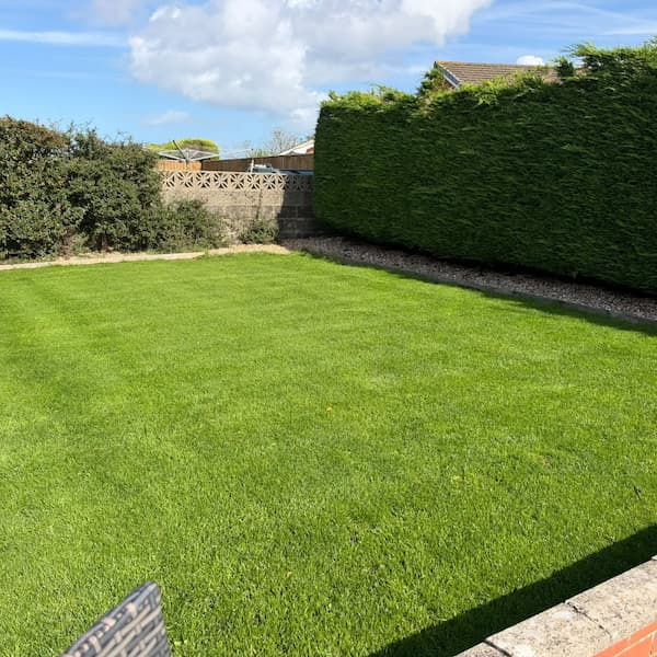 Lush, vibrant green carpet-like lawn in a sunny suburban backyard bordered by a tall evergreen hedge.